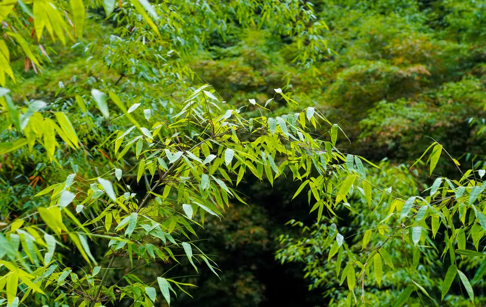 Cooperative Bamboo Forest Base